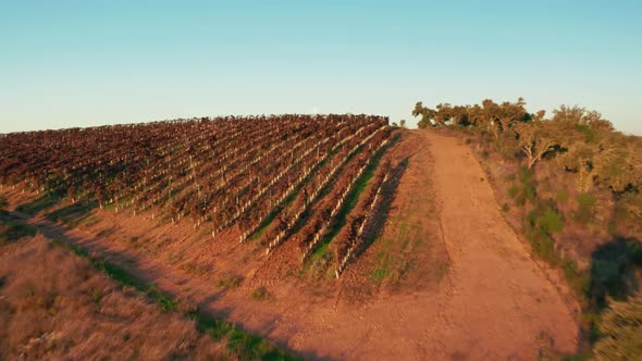 Aerial View of the Vineyards Under Sunset Skies in Picturesque Countryside