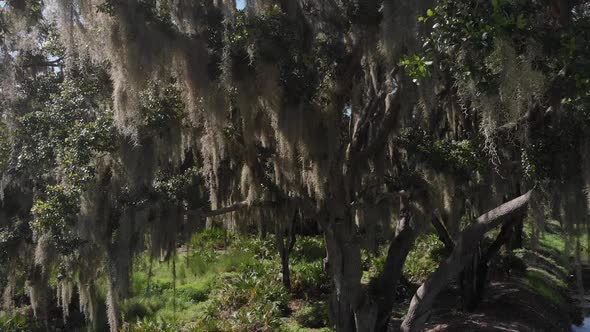 Downward drone aerial from mid-tree showing massive Spanish moss growth.  The quintessential Souther