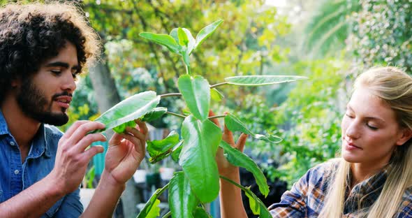 Gardeners looking at plant