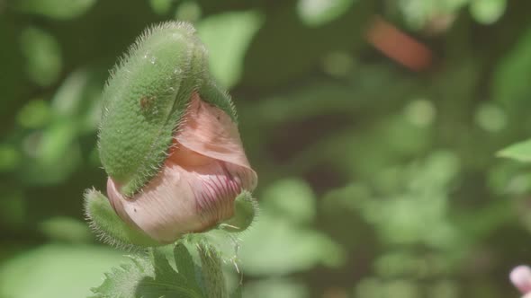 Close Up Of Pink Rose Bud Not Yet Ready To Bloom, Green Background