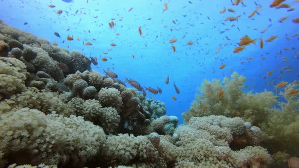 Underwater Reef Coral Scene