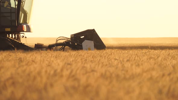 Harvester Mower Mechanism Cuts Wheat Spikelets. Agricultural Harvesting Works. the Harvester Moves