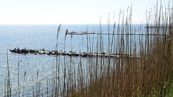 Straws On Cliff Near Sea