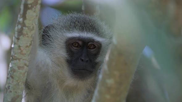 A baby monkey pokes its mom in the eye.