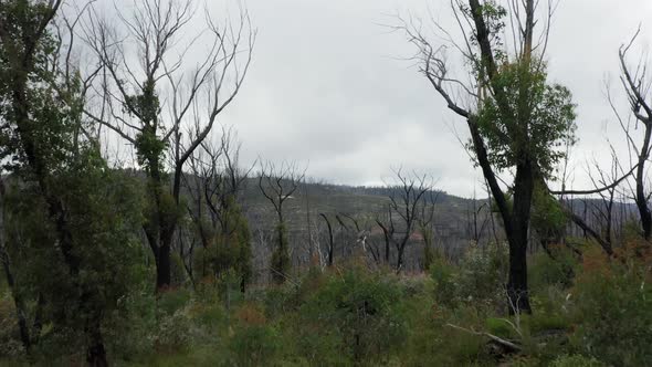 Drone aerial footage of a large forest recovering from severe bushfire in Australia