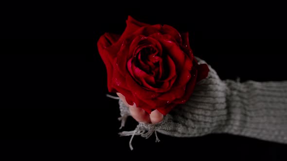 Woman in Sweater with Red Rose on Black Background