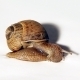 Snail on White Background 2 - VideoHive Item for Sale