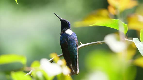 White-necked Jacobin Bird in its Natural Habitat in the Forest