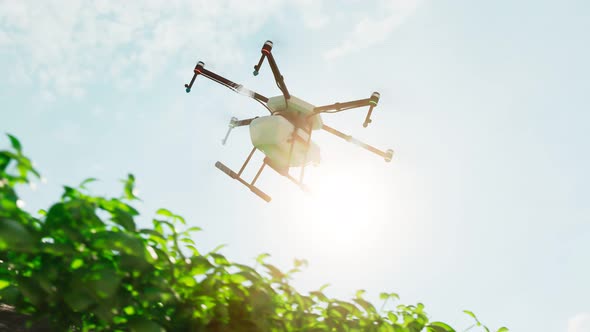 Loopable animation of drone spraying health plant products on a plantation. 4K