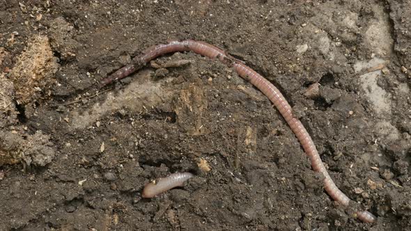 Lumbricus terrestris earth worm in the ground close-up 4K video