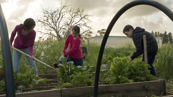 Three kids working in an organic vegetable garden weeding and watering plants