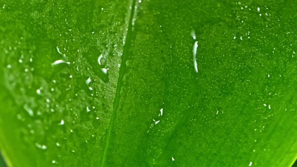 Super Slow Motion Shot of Water Drop Flows Down on a Leaf at 1000Fps