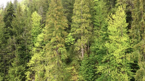 Ukraine, Carpathians: Forest Landscape. Aerial View.