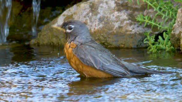 An American robin taking a bath and splashing in delight in a babbling brook - slow motion