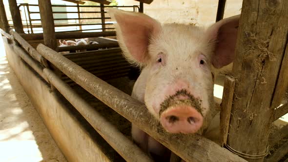 Domestic pink pig in pigsty curiously looking over barrier