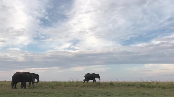 African Elephant walks quickly across expansive low grassland scene