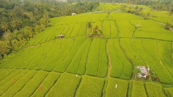 Terrace Rice Fields BaliIndonesia