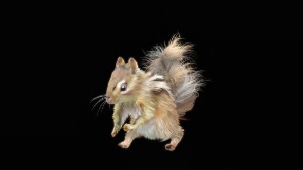 68 Chipmunk Dancing HD