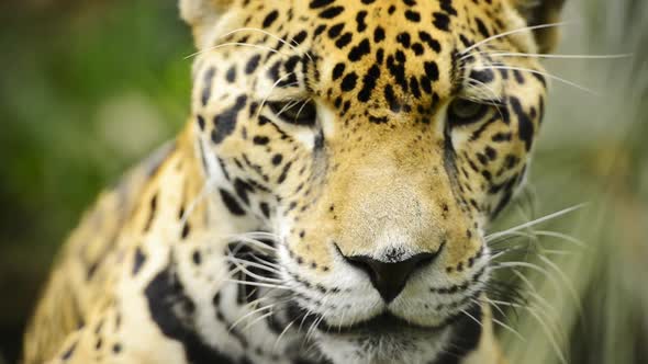 Jaguar Cat Close Up Portrait