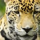 Jaguar Cat Close Up Portrait - VideoHive Item for Sale