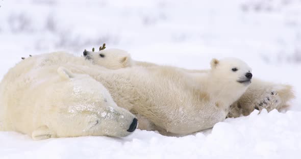 Medium shot of a Polar Bear sow and cubs resting in the snow. One cub looks at camera, then both cub