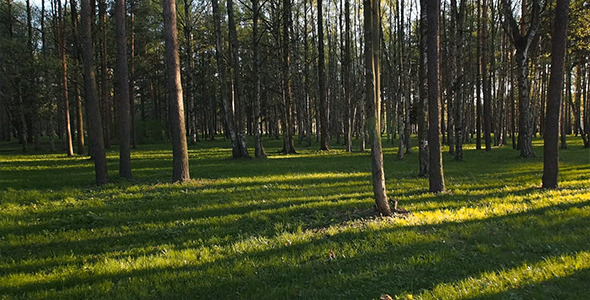 Flying Camera In Park alt