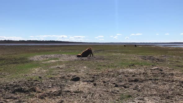 Single highland cattle bull rubbing itself on ground