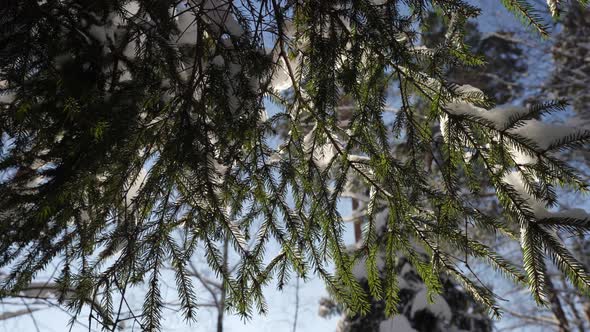 Closeup View on Snowy Spruces Branches in Forest at Sunny Winter Day Details of Nature