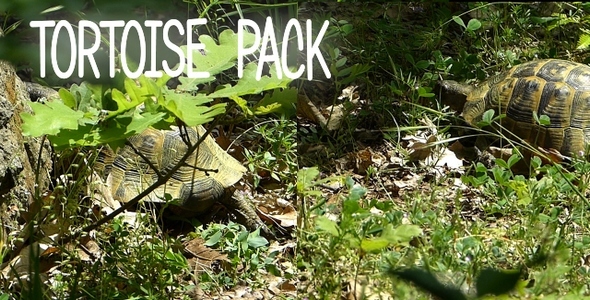 Tortoise Pack