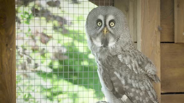 ZOOM IN, Great Grey owl in captivity looks at the world outside