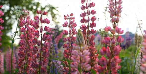 Pink and Purple Lupines