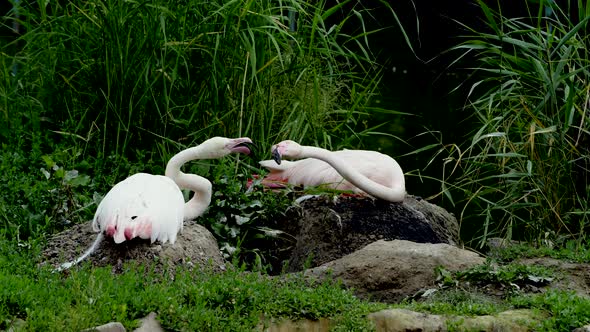 Pair of Pink Flamingos Hatching Eggs in Wild Lake