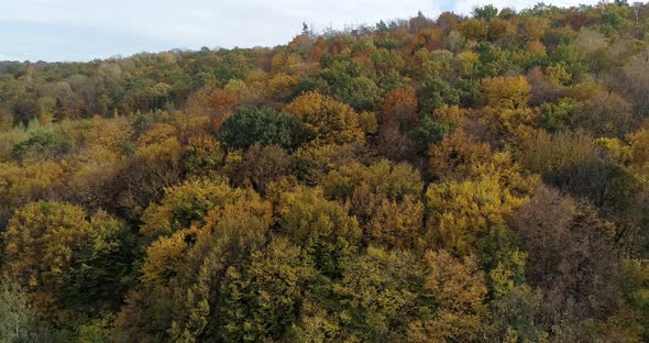 Aerial Autumn Forest Ukraine