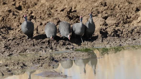 Helmeted Guineafowls Drinking Water