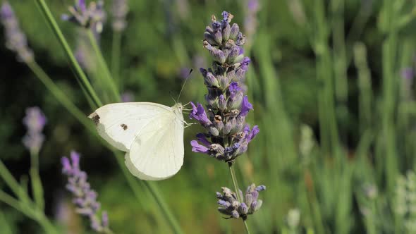 White butterfly on lavender flower with a nice colorful background.