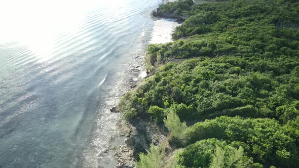 Thickets on the Coast of the Island of Zanzibar Tanzania Slow Motion