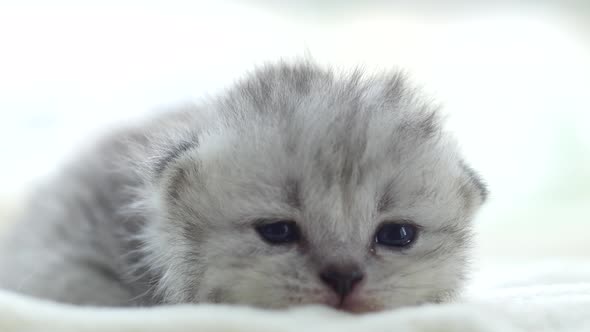 Close Up Cute Persian Kitten Lying On White Bed