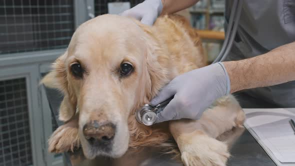 Golden Retriever Dog At Vet Clinic