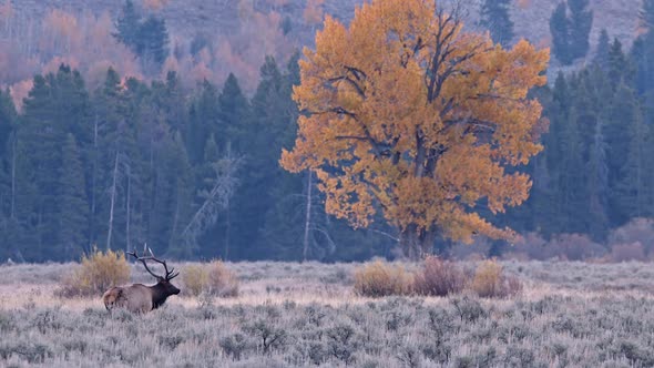 Single tree with vivid yellow leaves in field with Bull Elk bugling