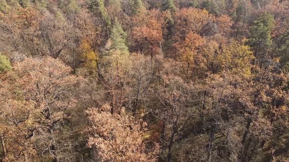 Trees in the Autumn Forest in the Afternoon