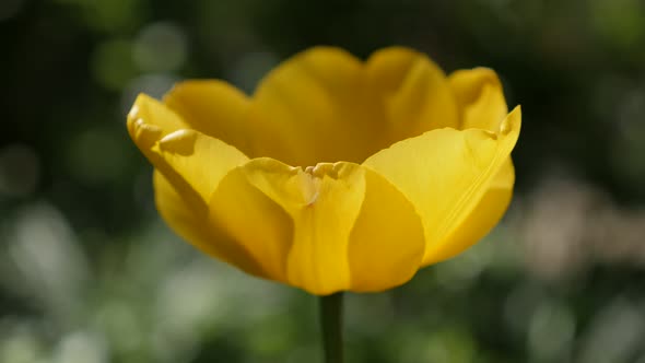 Close-up of beautiful yellow Tulipa gesneriana flower bulb 4K 2160 30fps UltraHD footage - Shallow D