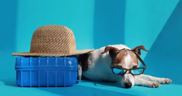 Dog Near Suitcase and Hat Blue Background