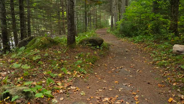 Smooth Move Along Ground Revealing Green Forest Path