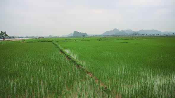 Rice Field, Green Grass, Cloud Cloudy Landscape Background