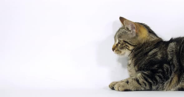 Brown Tabby Domestic Cat, Portrait of A Pussy On White Background, Slow Motion 4K