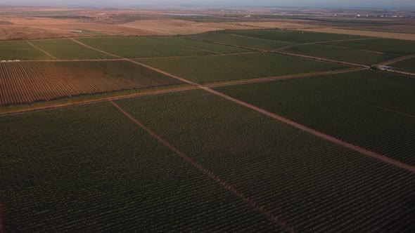 Beautiful Aerial View of Vineyards