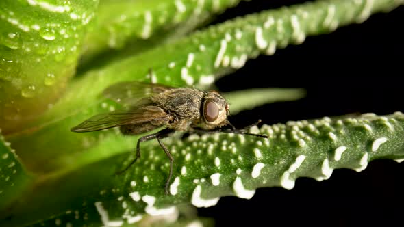 Gray Winged Fly Insect Sits on an Evergreen Succulent Plant