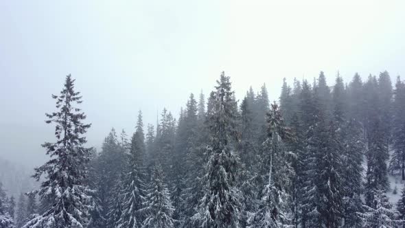 Winter forest and mountains from air. Winter landscape. aerial drone shot. snowfall