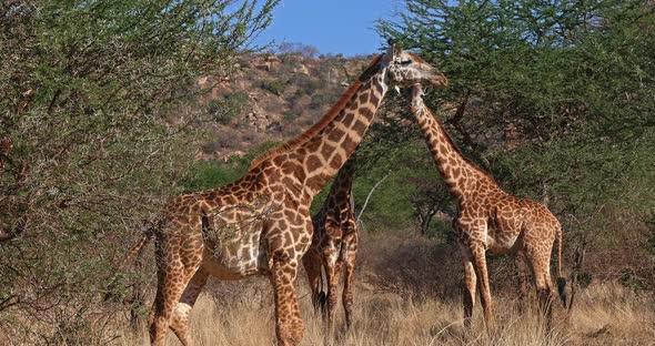 Masai Giraffe, giraffa camelopardalis tippelskirchi, Group walking through Bush