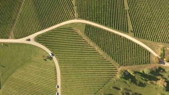 Aerial Footage of Vineyards in Late Summer. Travel Spot in Austria South Styria. Green Vine Rows.